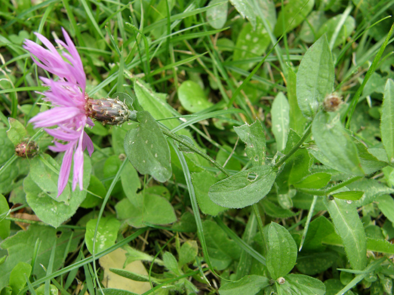 Centaurea nigrescens