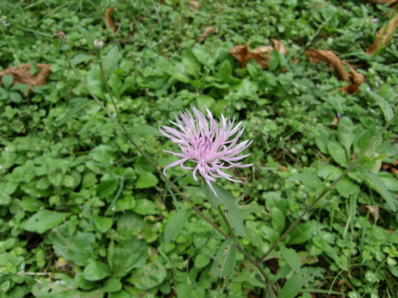 Centaurea nigrescens