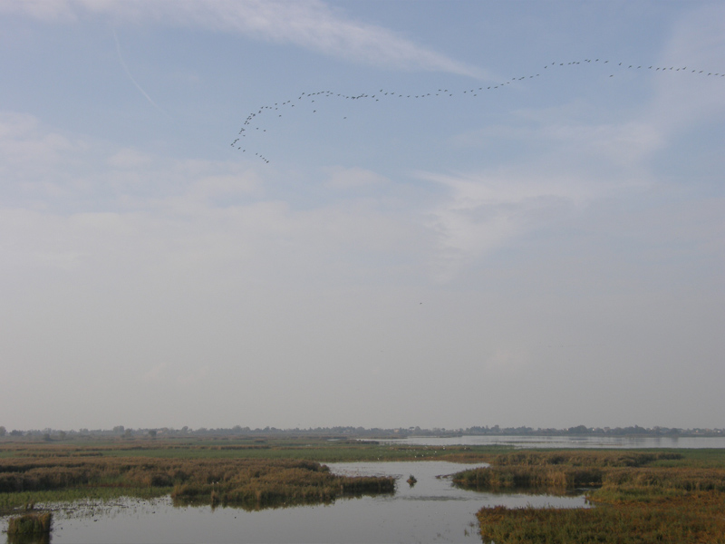 migrazione cormorani