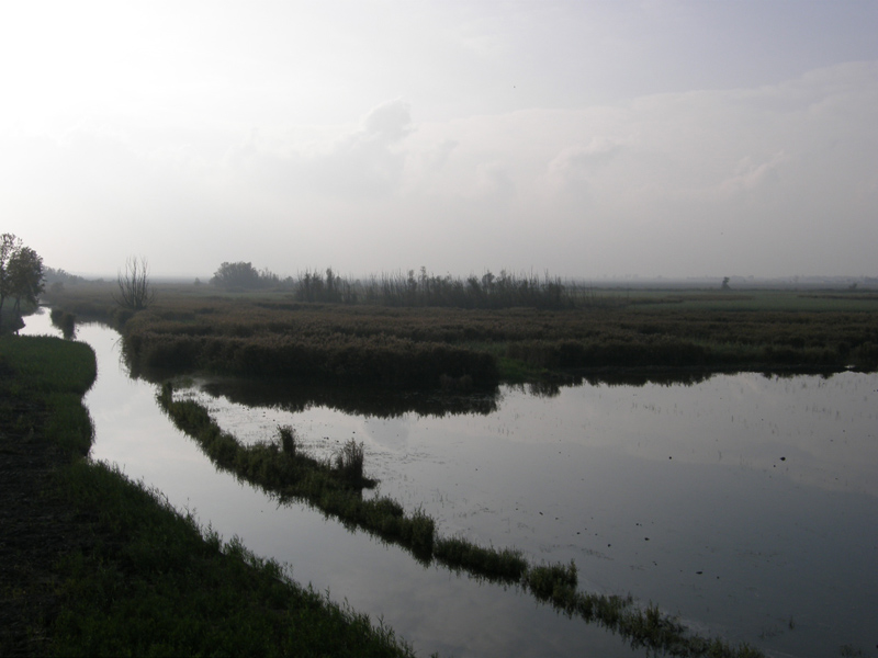 migrazione cormorani