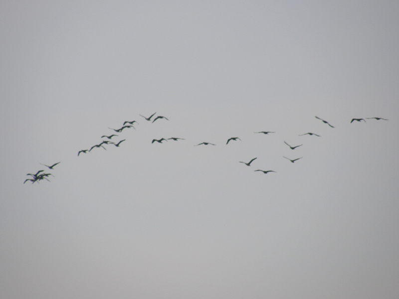 migrazione cormorani