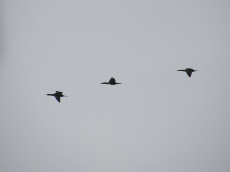 migrazione cormorani