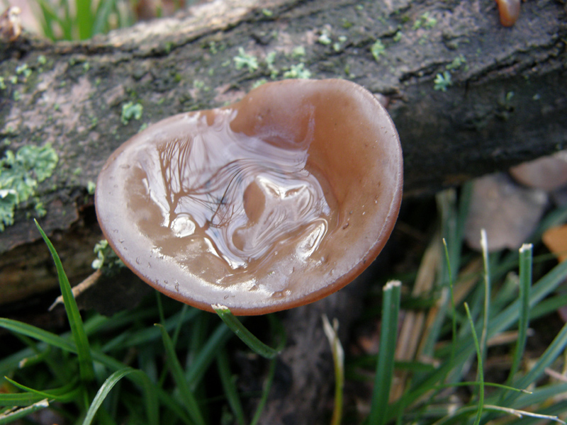 Auricularia aurcula -judae - solita identificazione