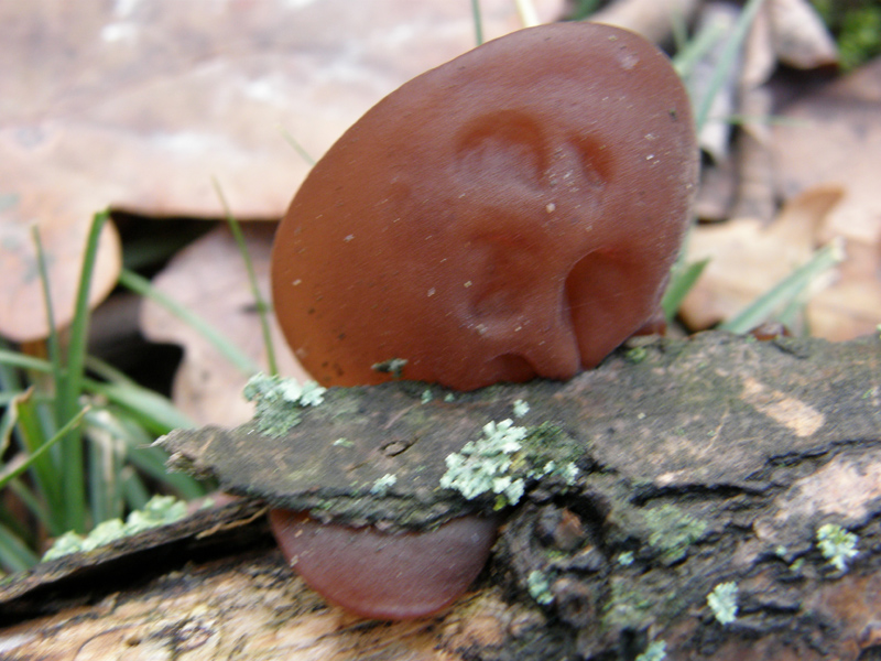 Auricularia aurcula -judae - solita identificazione