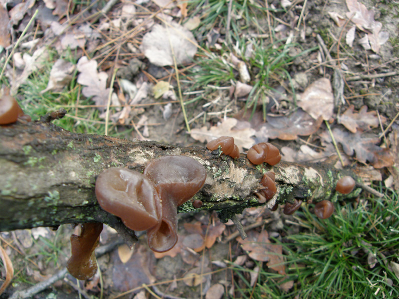 Auricularia aurcula -judae - solita identificazione