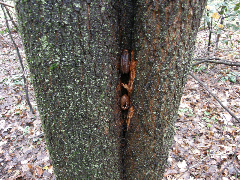 Corteccia forata