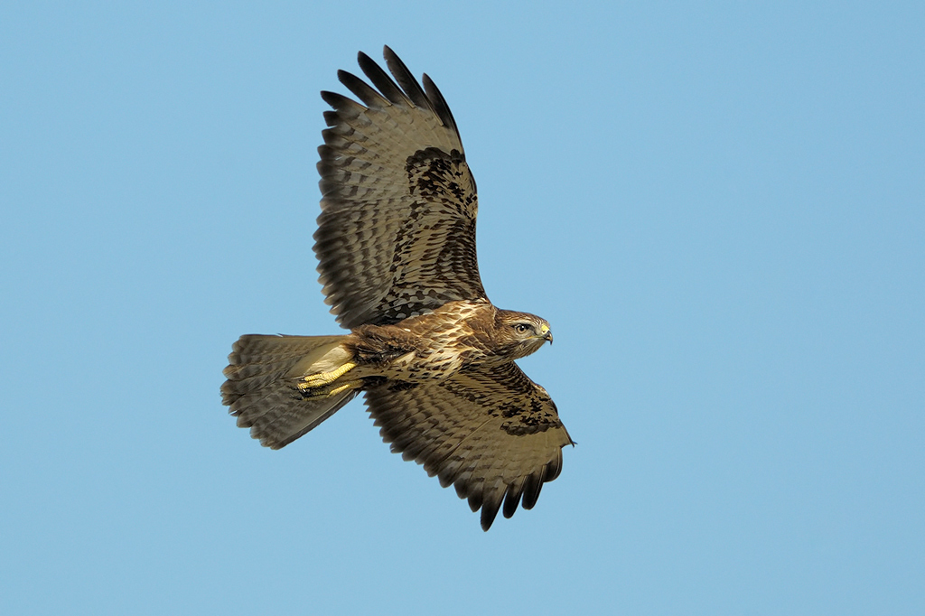 Poiana - Buteo buteo