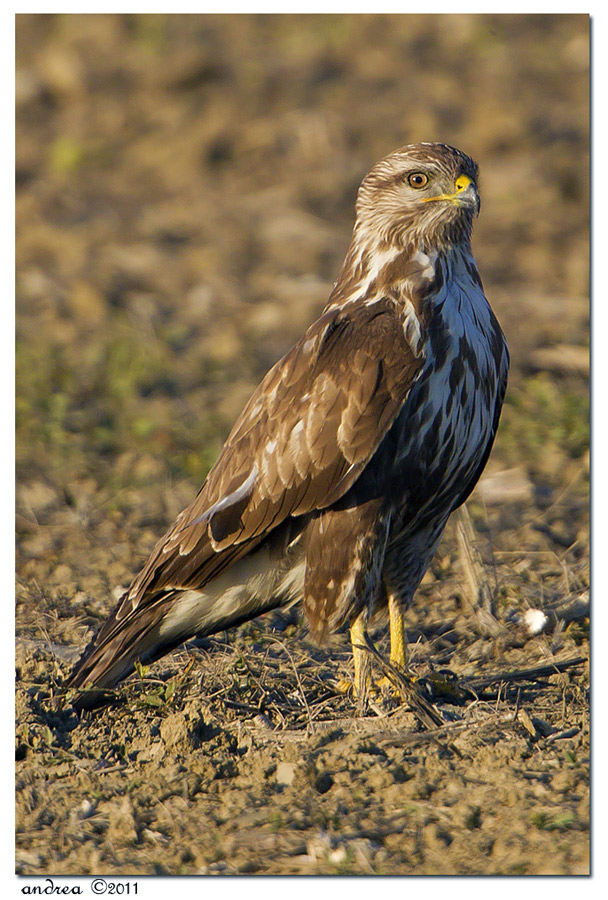 Poiana - Buteo buteo