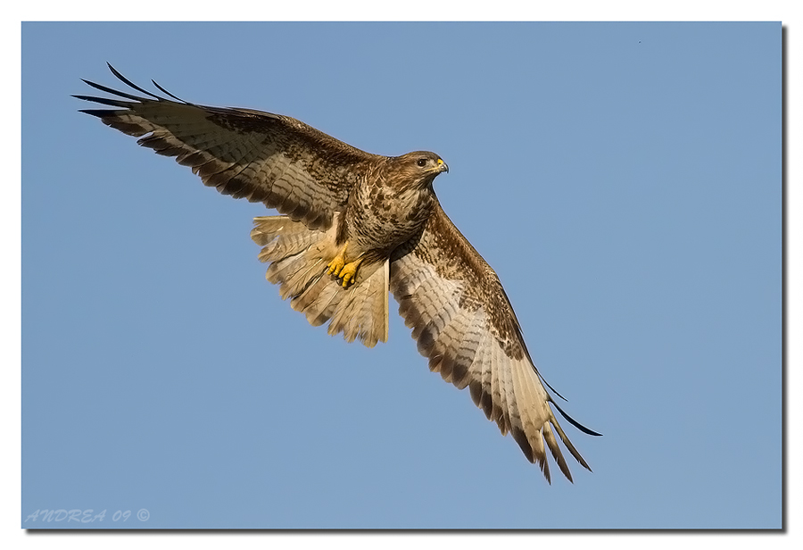 Poiana - Buteo buteo