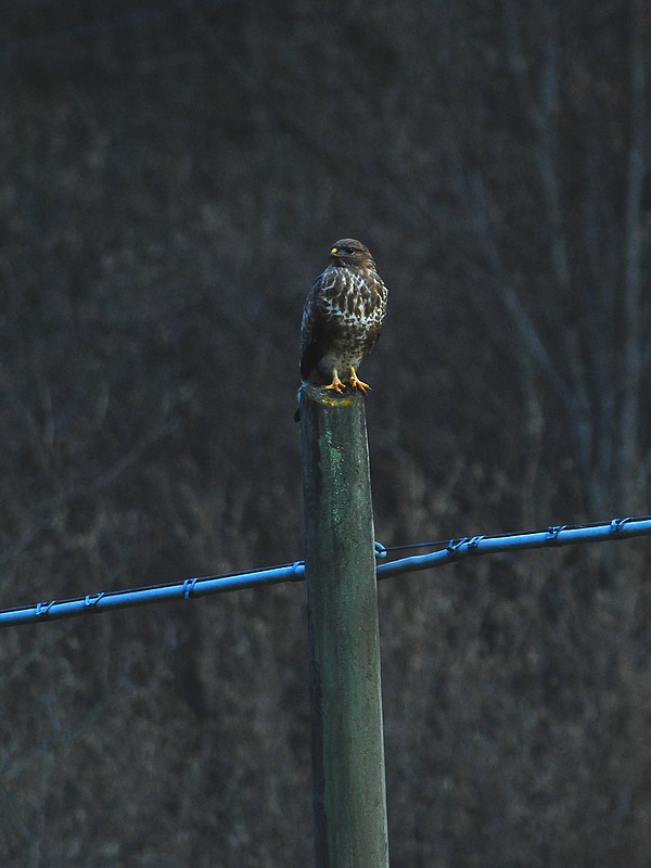 Poiana - Buteo buteo