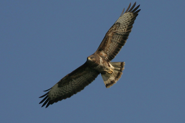 Poiana - Buteo buteo