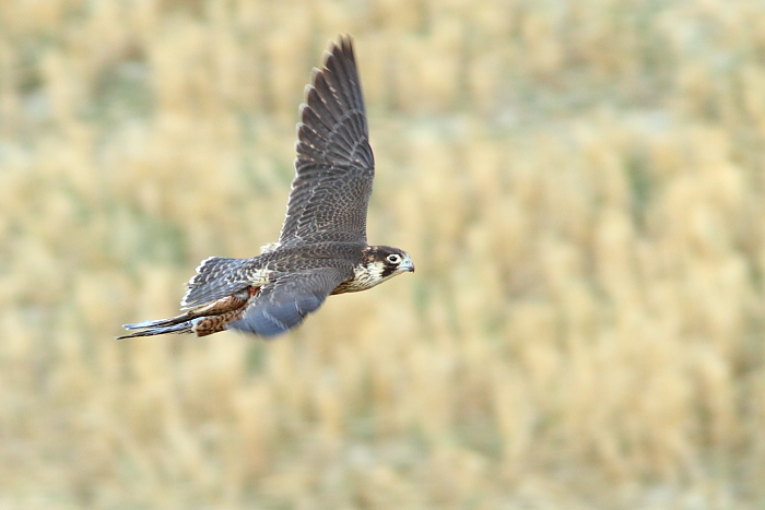 Falco pellegrino - Falco peregrinus