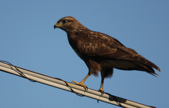 Poiana - Buteo buteo