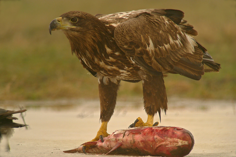 Aquila di mare codabianca - Haliaeetus albicilla in Digiscoping