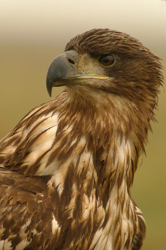 Aquila di mare codabianca - Haliaeetus albicilla in Digiscoping