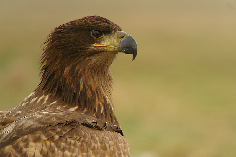 Aquila di mare codabianca - Haliaeetus albicilla in Digiscoping