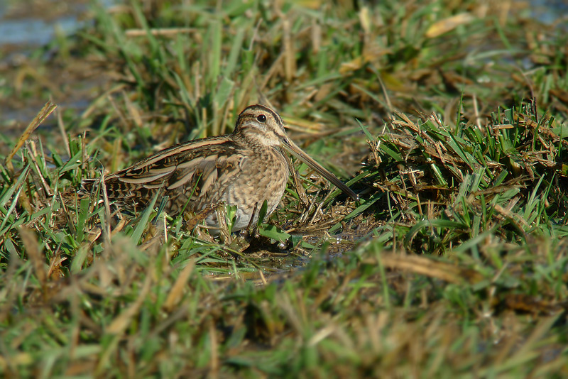 Beccaccino in Digiscoping