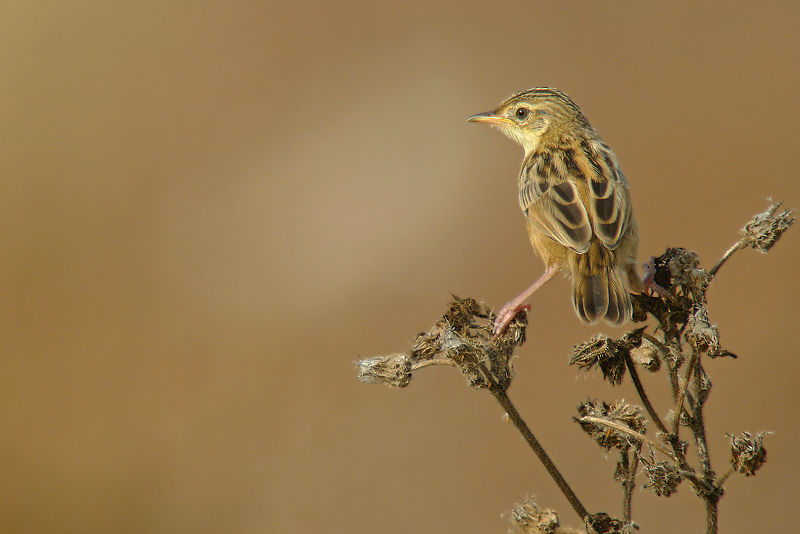 Beccamoschino in Digiscoping