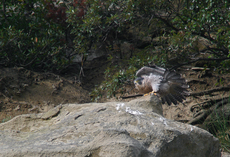 Falco Pellegrino in Digiscoping