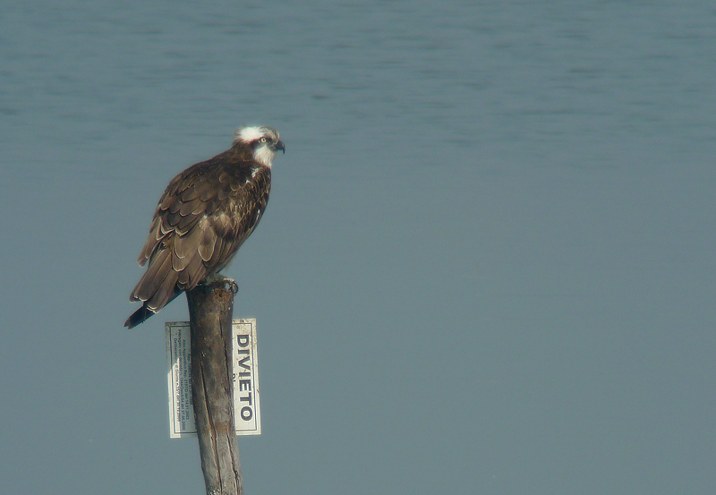 Falco pescatore in Digiscoping