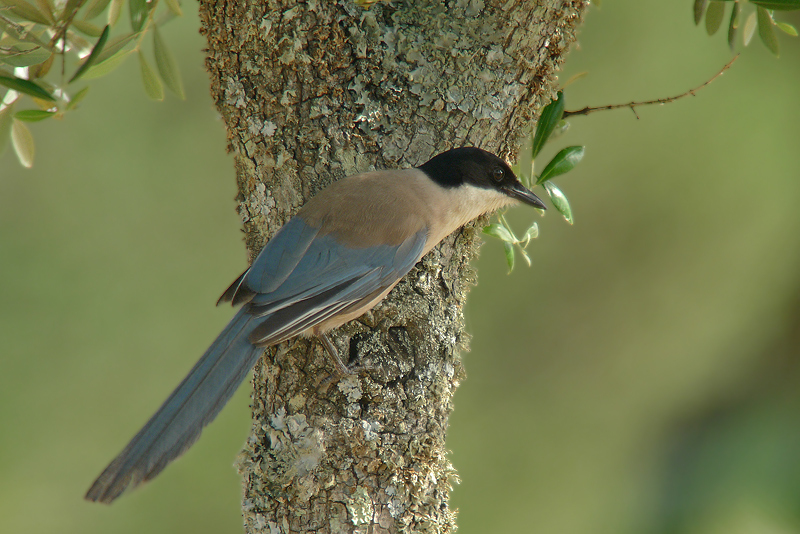 Gazza aliazzurre in Digiscoping