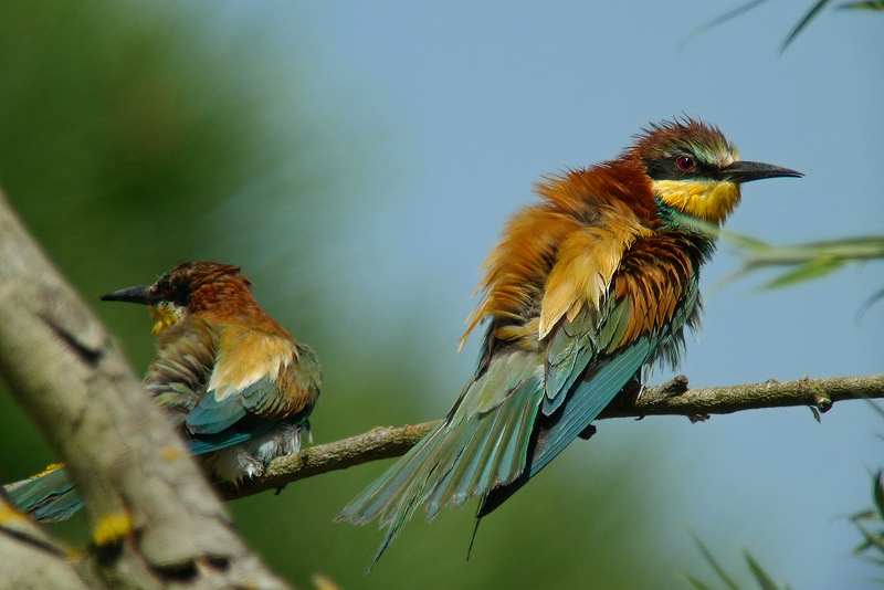 Gruccione in Digiscoping