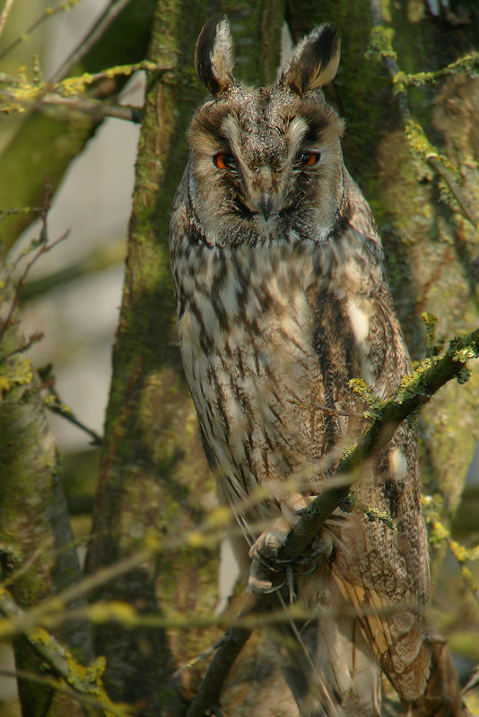 Gufo in digiscoping