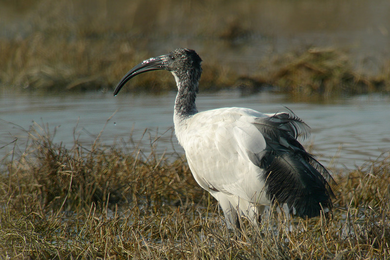 Ibis sacro  - Threskiornis aethiopicus in Digiscoping