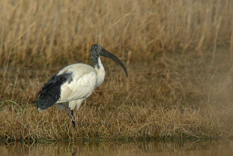 Ibis sacro in Digiscoping