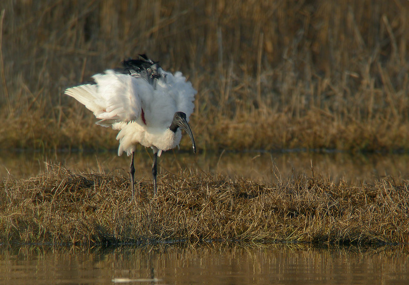 Ibis sacro in Digiscoping