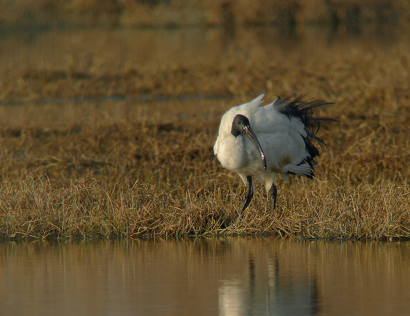 Ibis sacro in Digiscoping