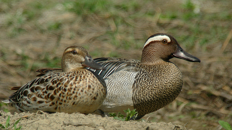 Marzaiola - Anas querquedula in Digiscoping