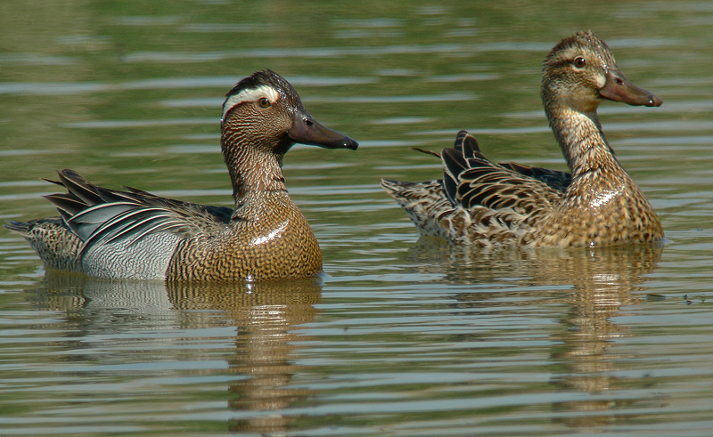 Marzaiola - Anas querquedula in Digiscoping