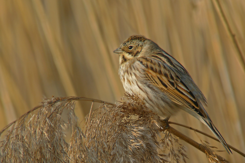 Migliarino in Digiscoping