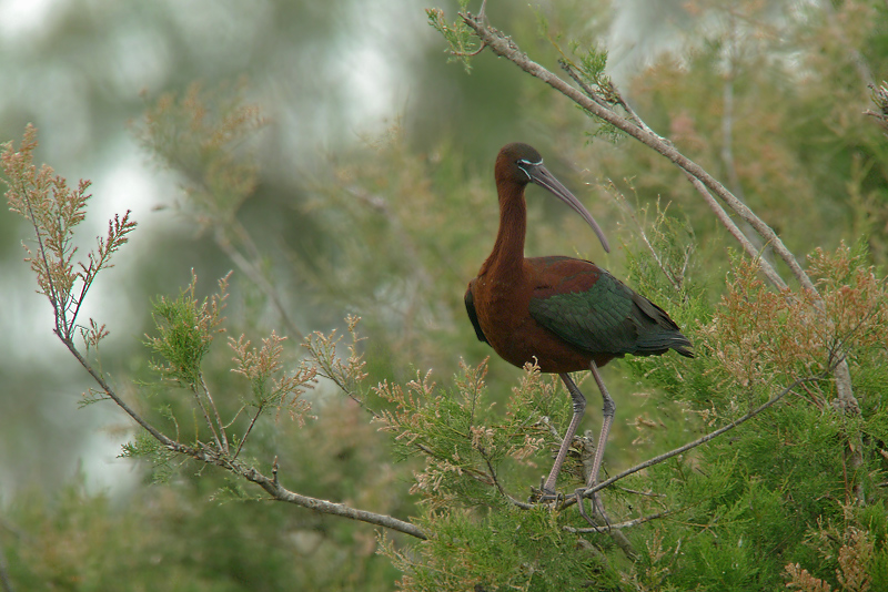 Mignattaio -  Plegadis falcinellus in Digiscoping