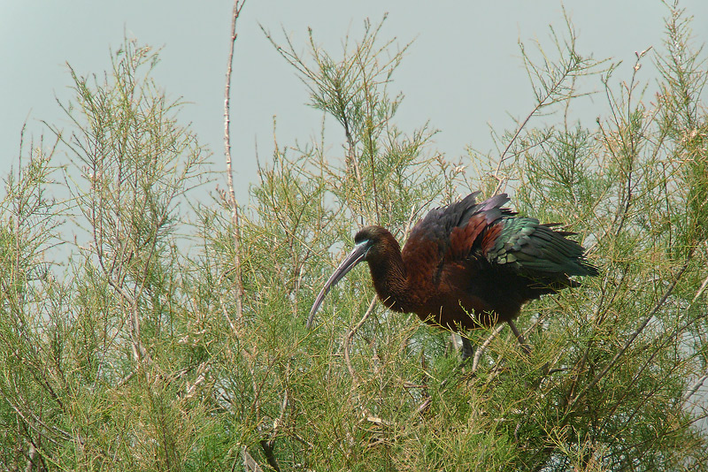 Mignattaio -  Plegadis falcinellus in Digiscoping