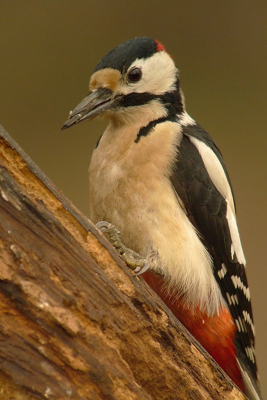 Picchio rosso Maggiore - Dendrocopos major in Digiscoping