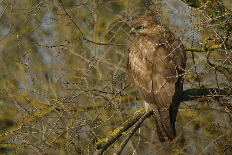 Poiana in Digiscoping