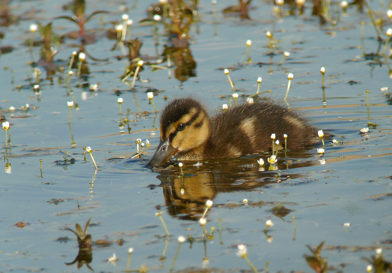 Piccoli crescono.