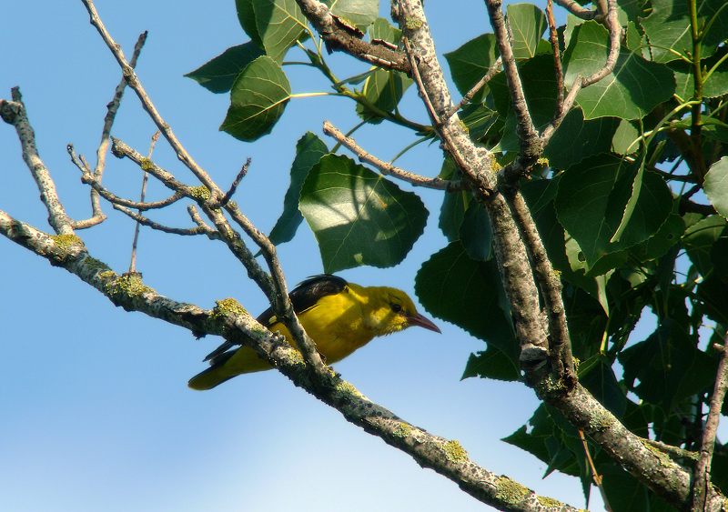 Rigogolo maschio in Digiscoping