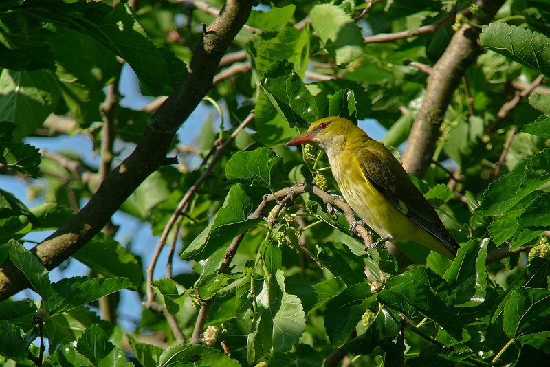 Rigogolo femmina 2011 in Digiscoping