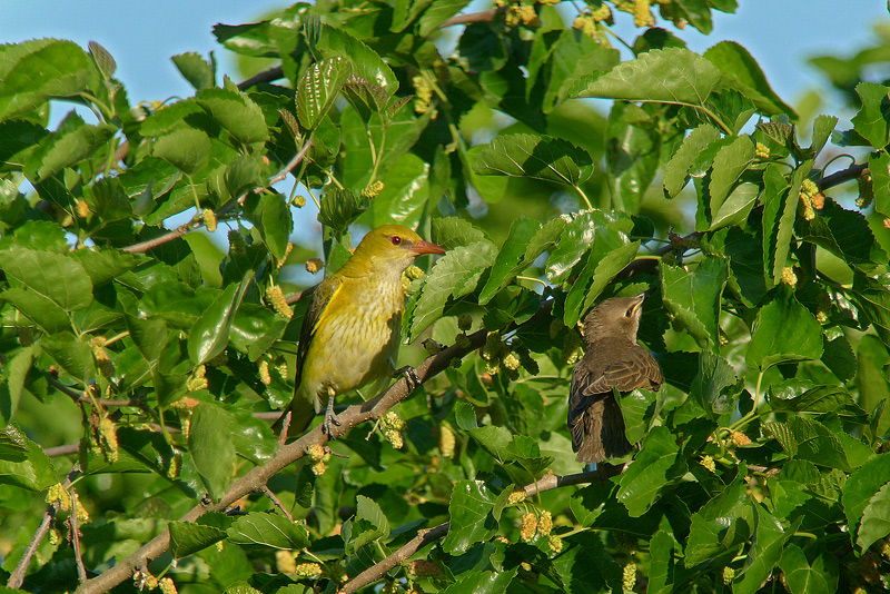 Rigogolo femmina 2011 in Digiscoping