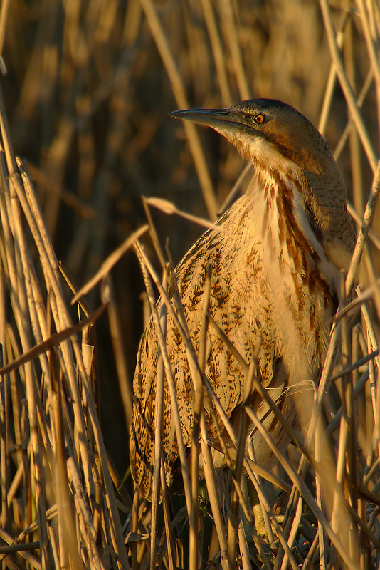 Tarabuso in Digiscoping