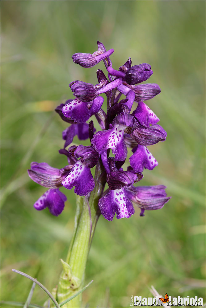 Anacamptis morio - (da confermare)