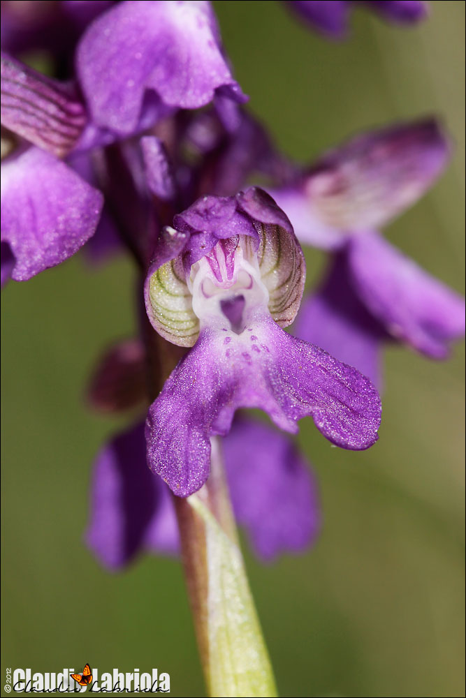 Anacamptis morio - (da confermare)