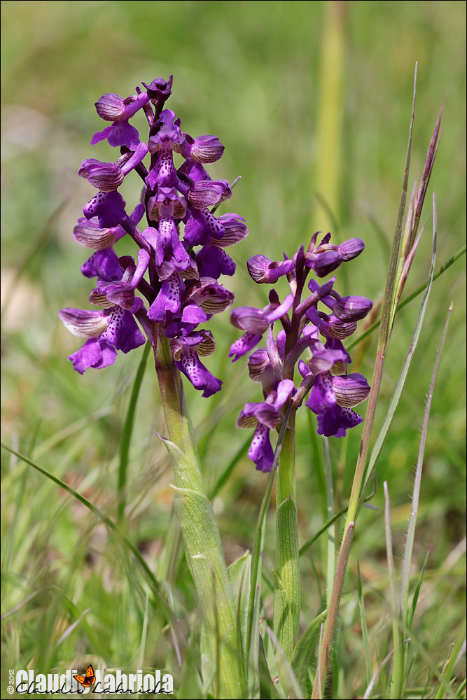 Anacamptis morio - (da confermare)