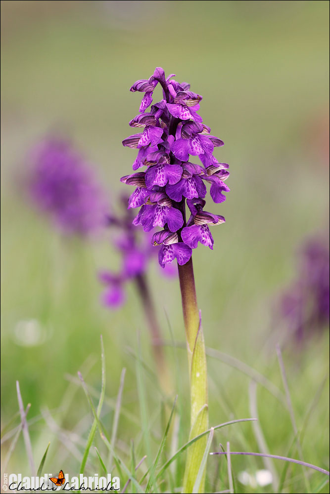 Anacamptis morio - (da confermare)