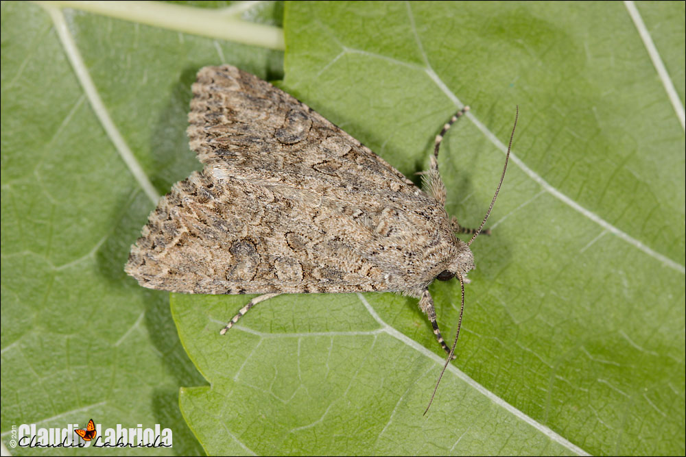 Anarta (Calocestra) trifolii