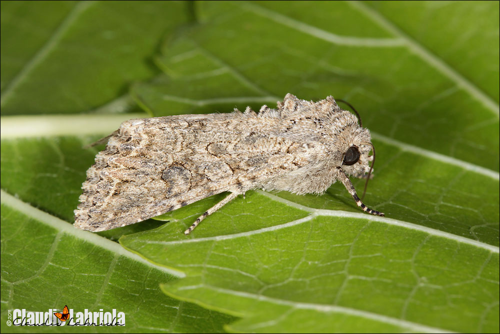 Anarta (Calocestra) trifolii