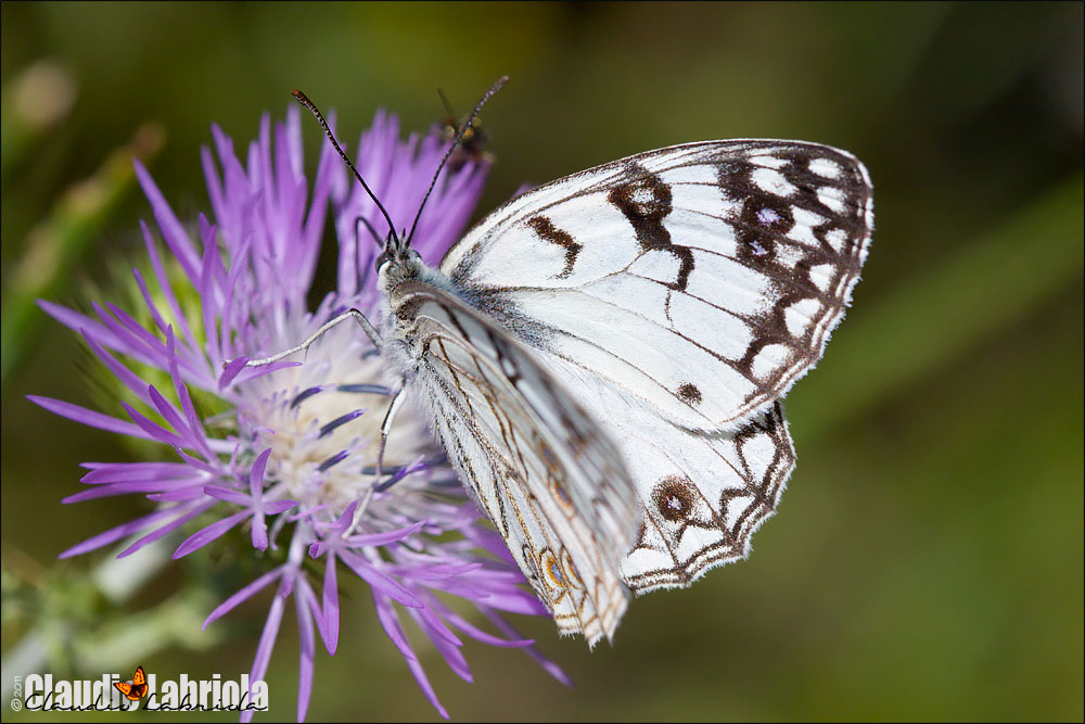 Melanargia arge